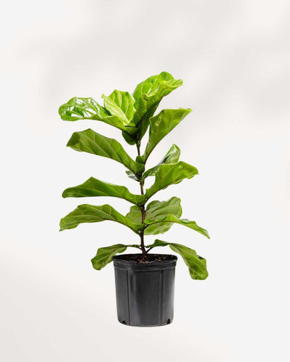 Fiddle Leaf Fig Bonsai  Buy Online