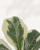 Close-up of Variegated Fiddle Leaf Fig leaves showing dramatic cream ivory border with deep green center and visible leaf veining, rare Ficus lyrata variegata collector plant