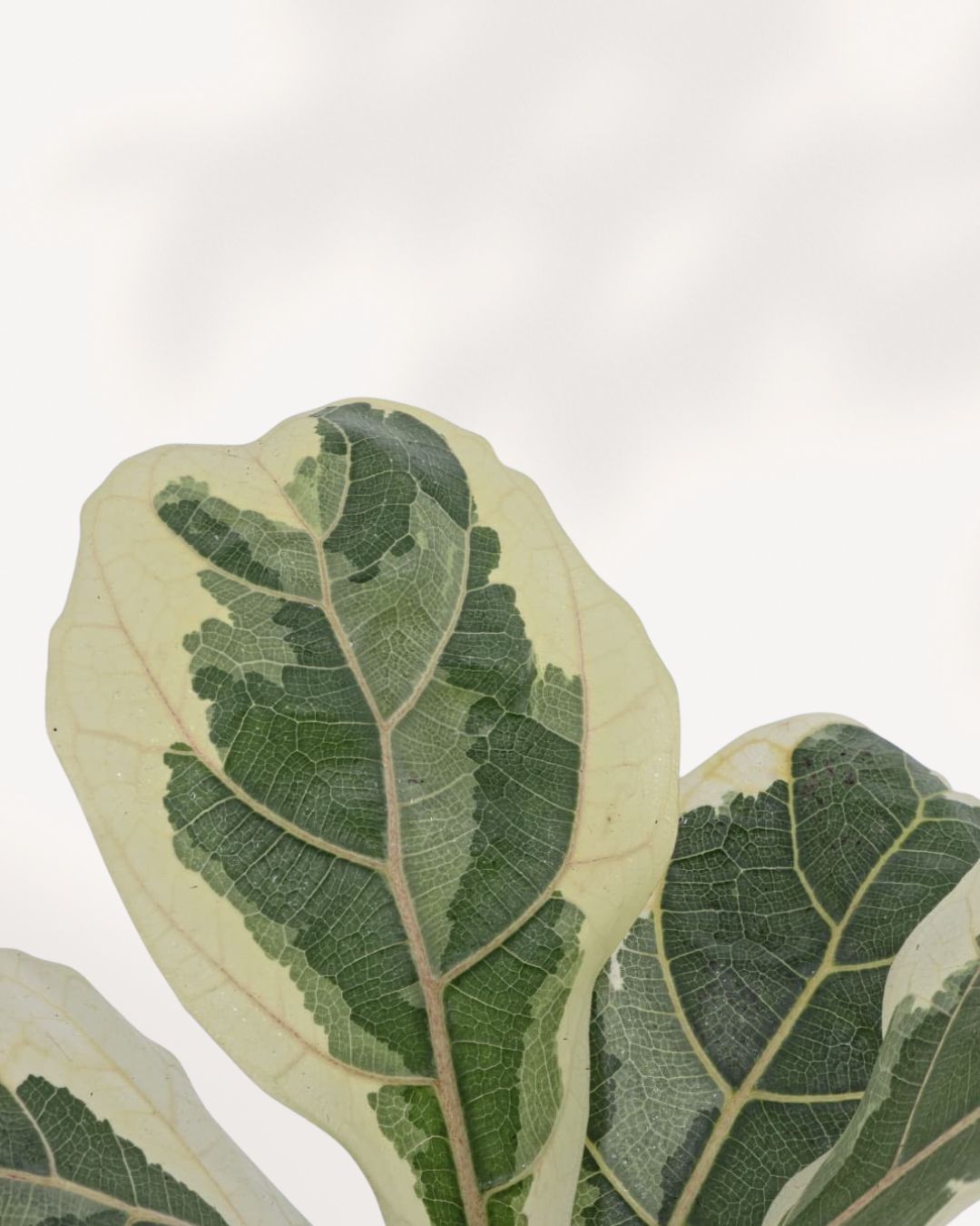 Close-up of Variegated Fiddle Leaf Fig leaves showing dramatic cream ivory border with deep green center and visible leaf veining, rare Ficus lyrata variegata collector plant