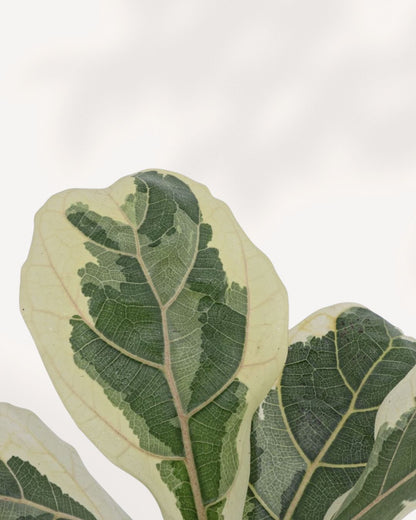 Close-up of Variegated Fiddle Leaf Fig leaves showing dramatic cream ivory border with deep green center and visible leaf veining, rare Ficus lyrata variegata collector plant