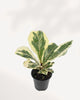 Variegated Fiddle Leaf Fig in 4 inch black nursery pot, front top angle showing multiple large violin-shaped leaves with bold cream and green marbled variegation, rare Ficus lyrata houseplant Canada