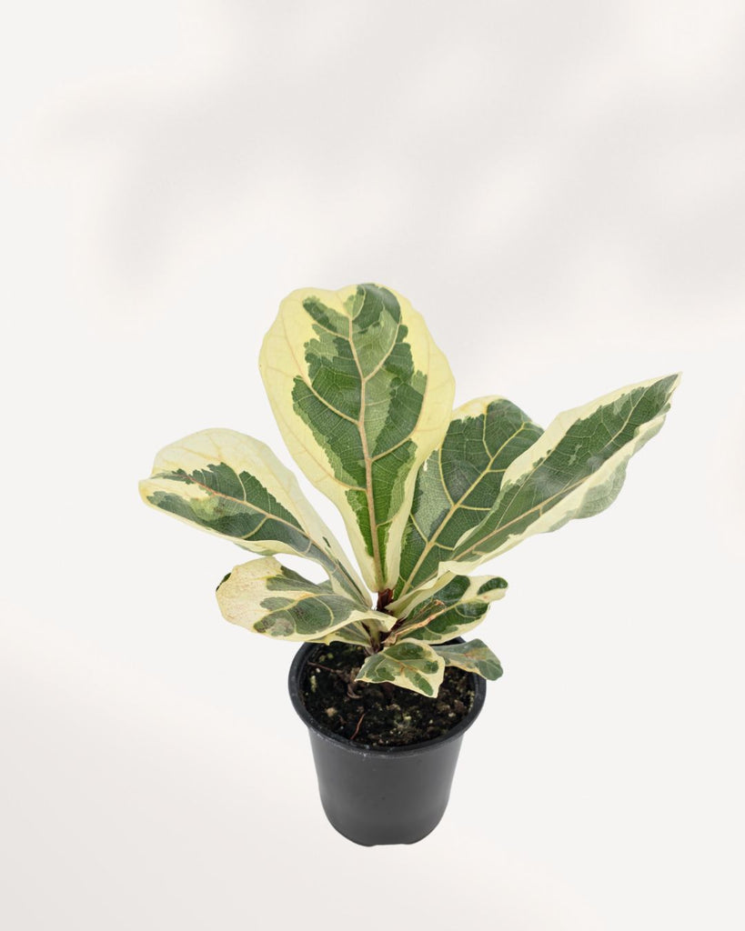 Variegated Fiddle Leaf Fig in 4 inch black nursery pot, front top angle showing multiple large violin-shaped leaves with bold cream and green marbled variegation, rare Ficus lyrata houseplant Canada