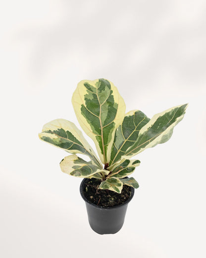 Variegated Fiddle Leaf Fig in 4 inch black nursery pot, front top angle showing multiple large violin-shaped leaves with bold cream and green marbled variegation, rare Ficus lyrata houseplant Canada