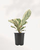 Variegated Fiddle Leaf Fig full plant front view in black nursery pot, upright cream and green variegated leaves with architectural silhouette, rare indoor tree available in Canada