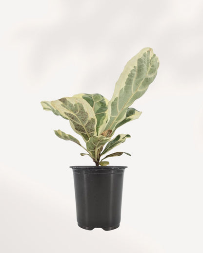 Variegated Fiddle Leaf Fig full plant front view in black nursery pot, upright cream and green variegated leaves with architectural silhouette, rare indoor tree available in Canada