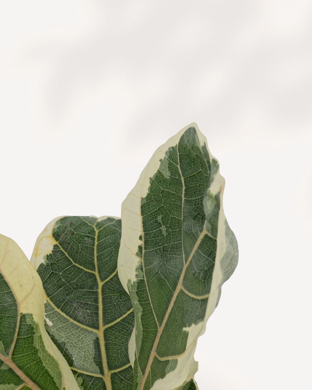 Macro detail of Variegated Fiddle Leaf Fig leaf texture showing dark green center with creamy white edges and prominent vein structure, rare indoor statement plant for bright indirect light