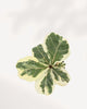 Top-down view of Variegated Fiddle Leaf Fig showing four large violin-shaped leaves with cream and sage green marbling radiating from center stem, rare Ficus lyrata variegata houseplant