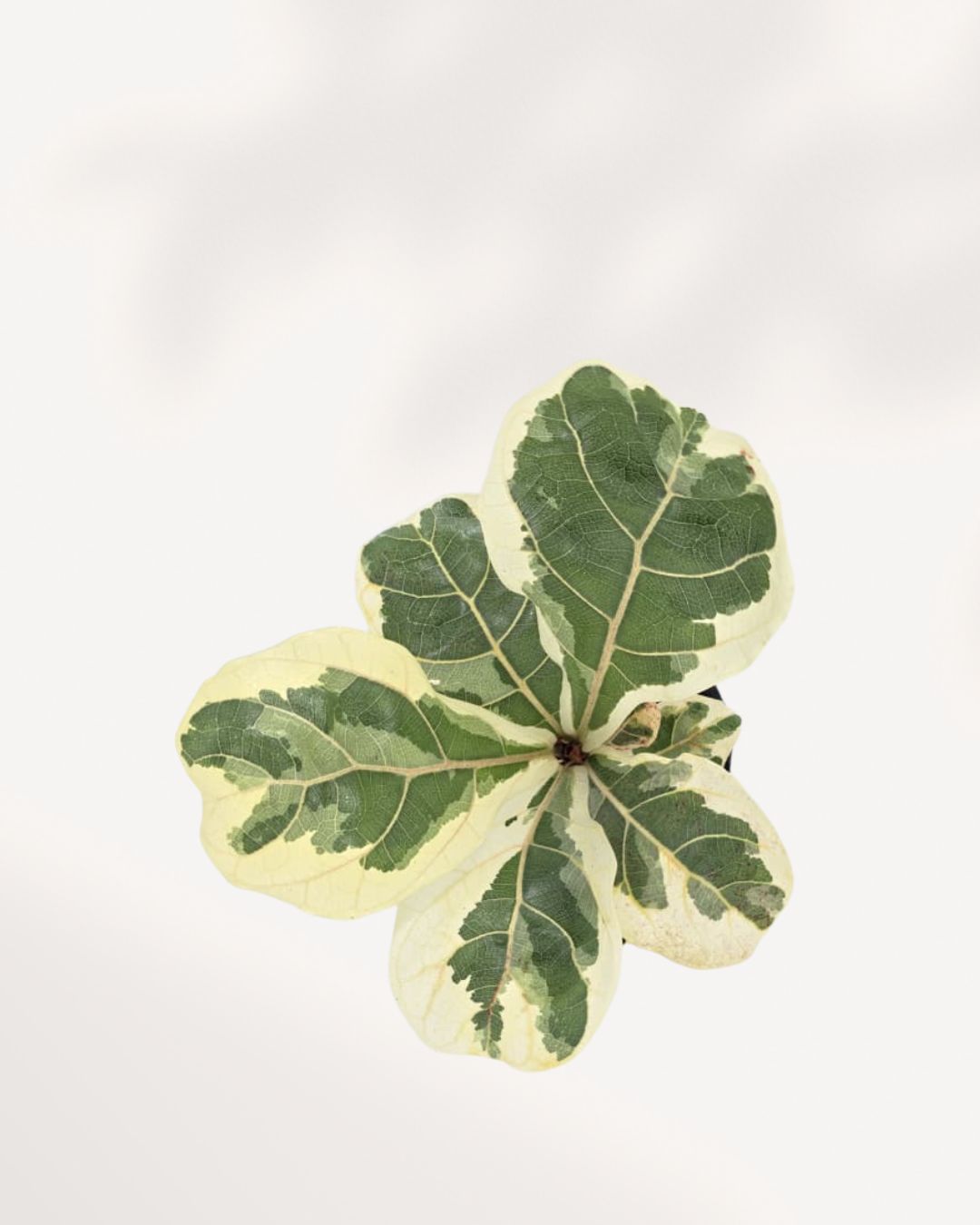 Top-down view of Variegated Fiddle Leaf Fig showing four large violin-shaped leaves with cream and sage green marbling radiating from center stem, rare Ficus lyrata variegata houseplant