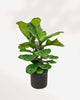 Fiddle Leaf Fig 10" Pot (3' Tall)