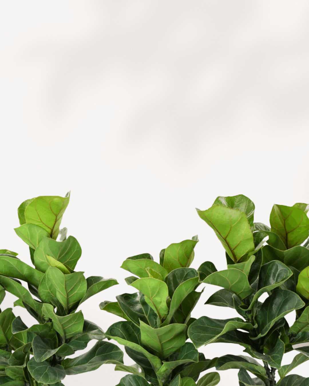 fiddle leaf fig vancouver Fiddle Leaf Fig | Buy Online – Elegant Indoor Plant for Homes & Offices | Mygreenscape