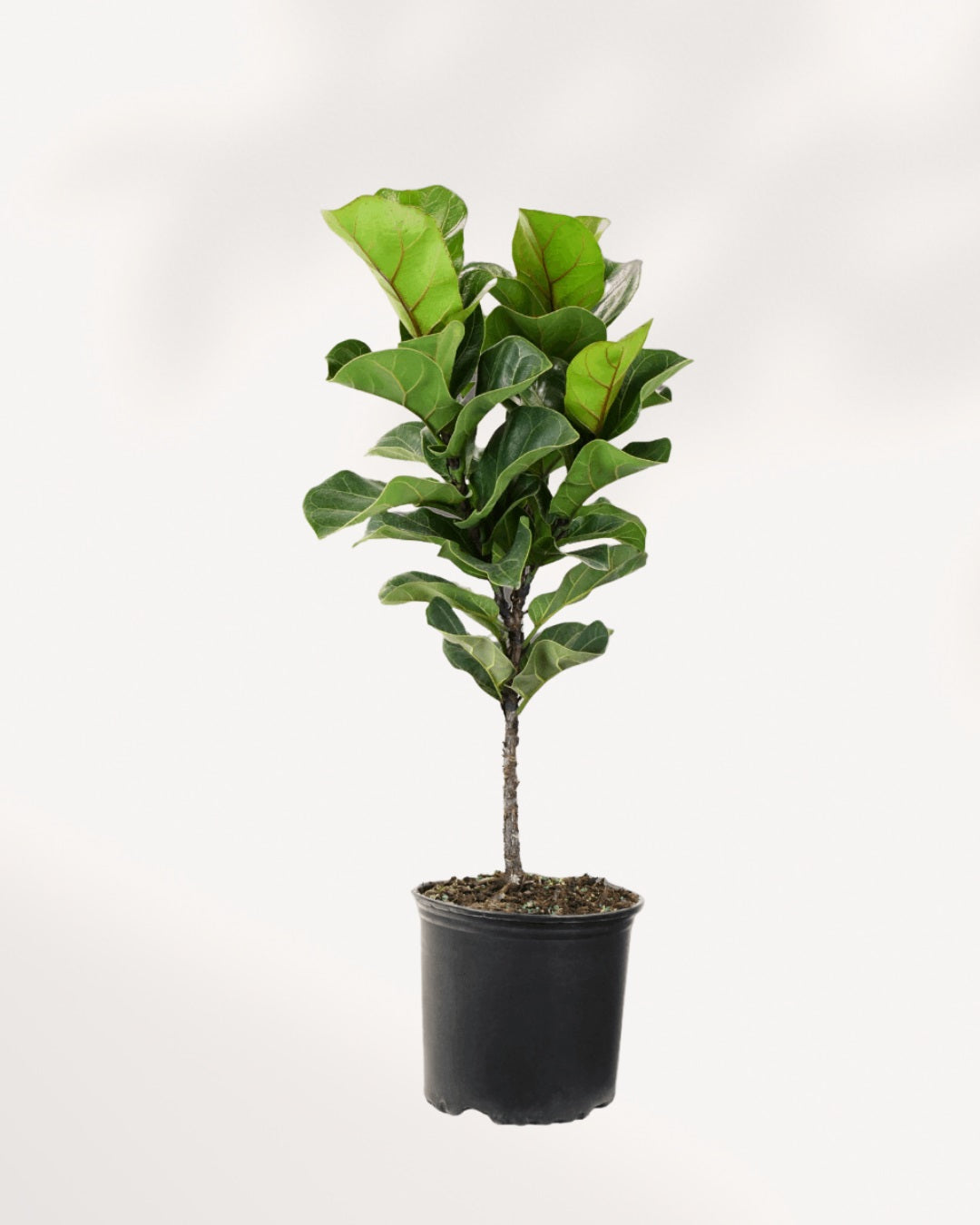 Fiddle Leaf Fig | Buy Online 