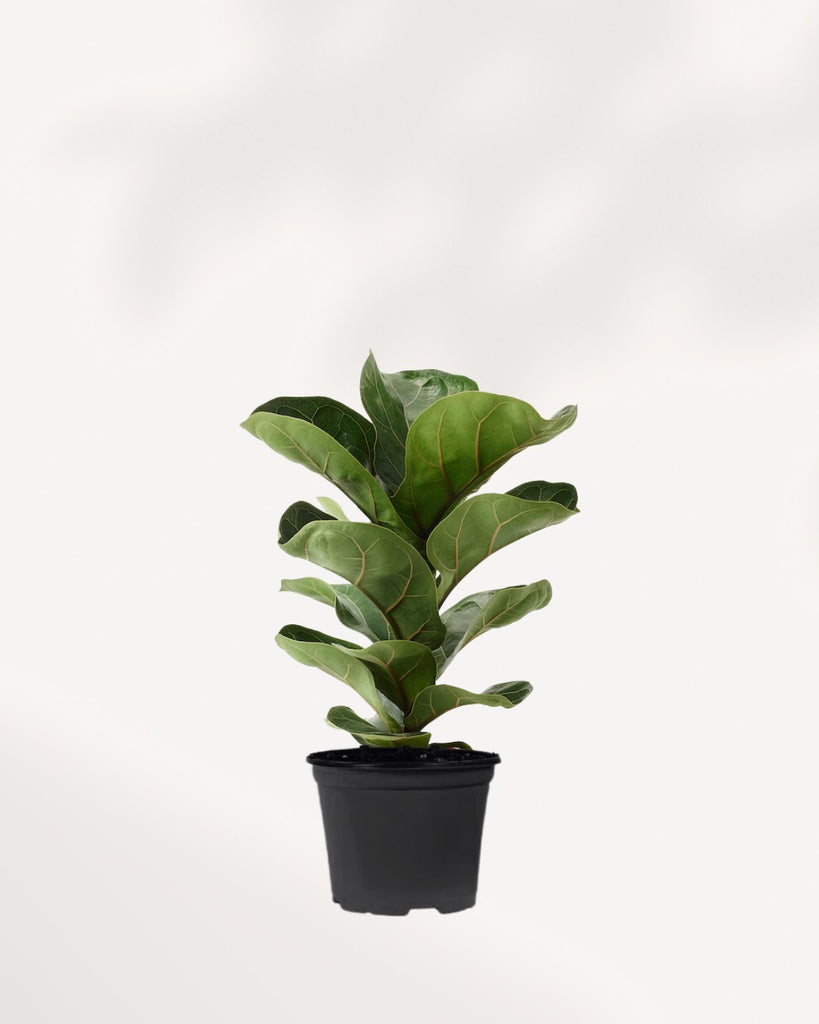 Fiddle Leaf Fig 6" Pot - Medium