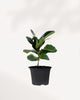 Fiddle Leaf Fig 4" Pot - Small