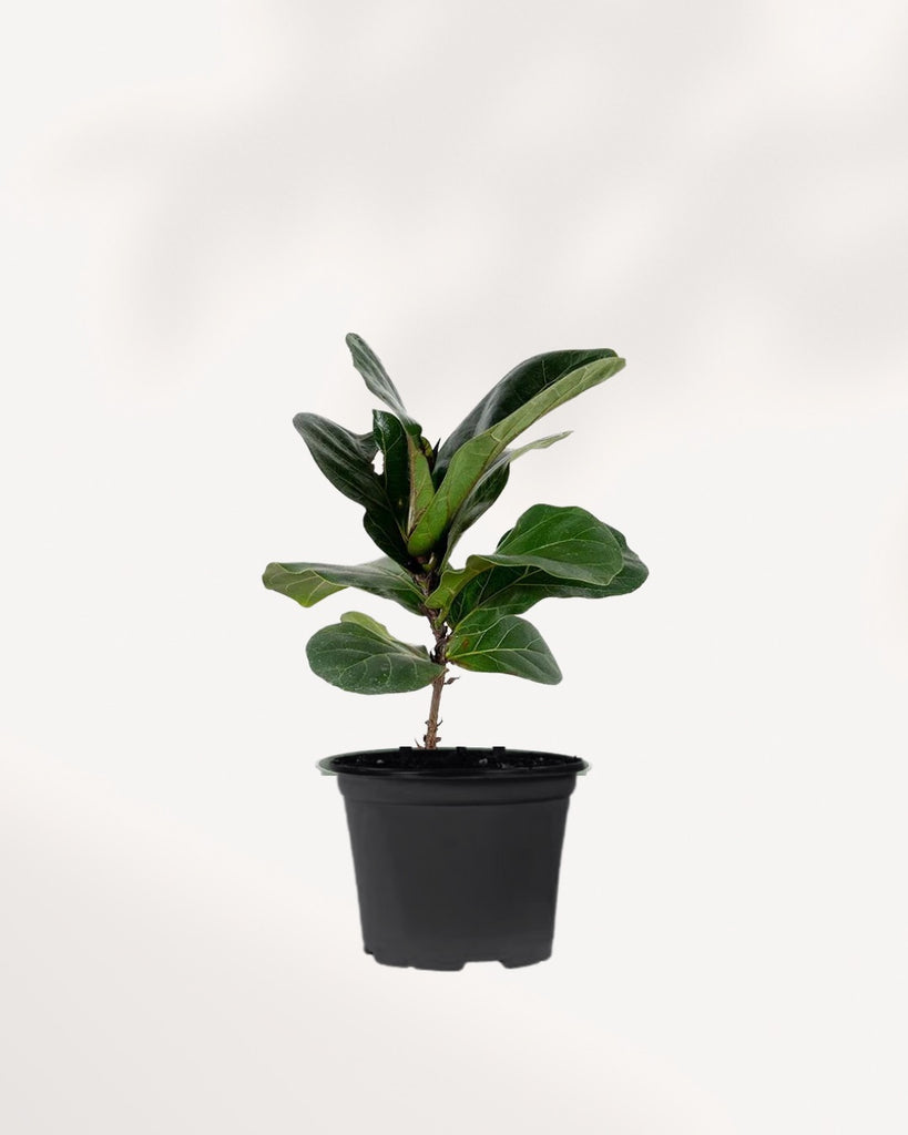 Fiddle Leaf Fig 4" Pot - Small