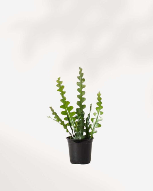 Fishbone Cactus Small