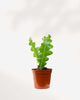 Fishbone Cactus in a 2.5-inch nursery pot, showing upright zigzag stems on a white background.