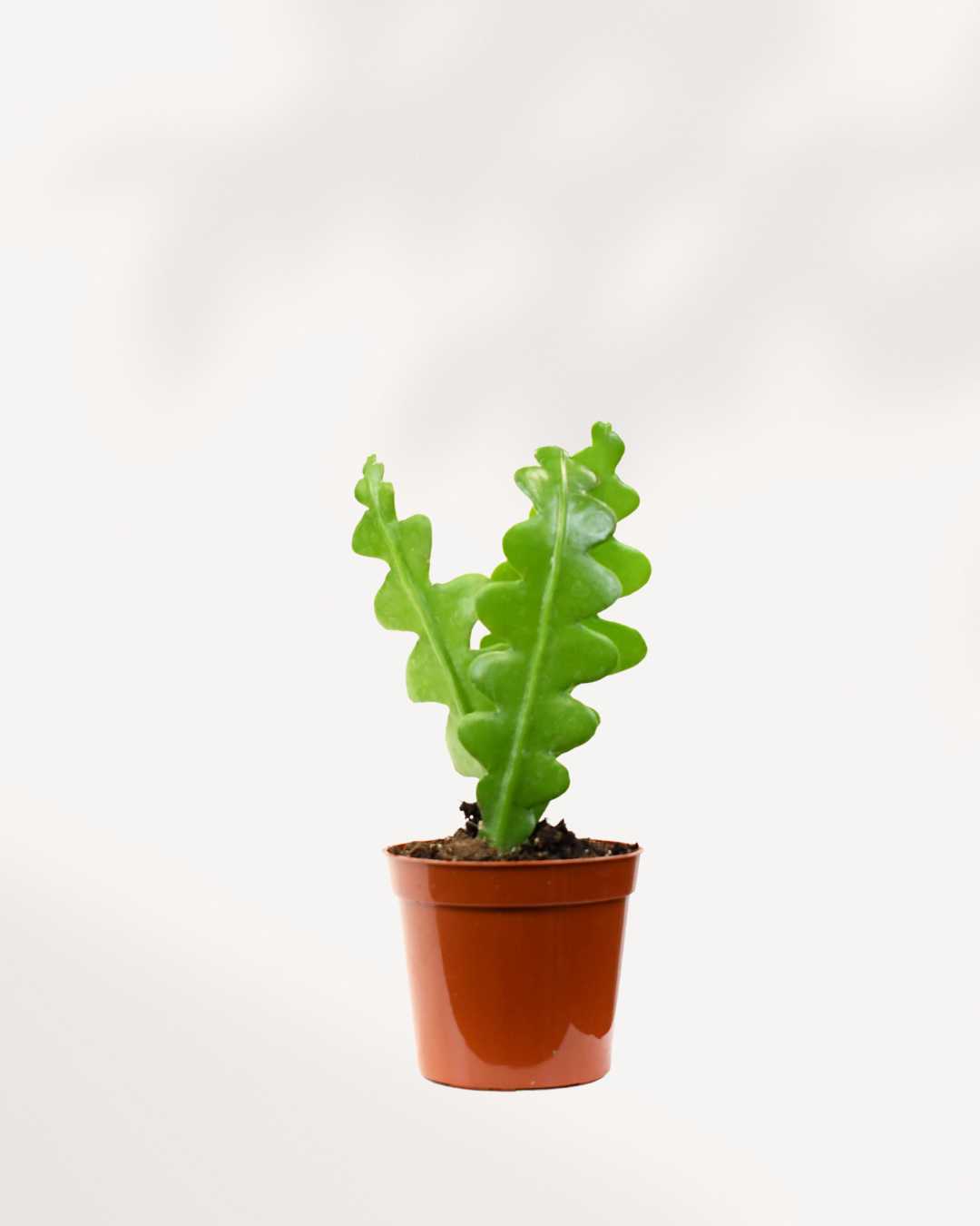 Fishbone Cactus in a 2.5-inch nursery pot, showing upright zigzag stems on a white background.