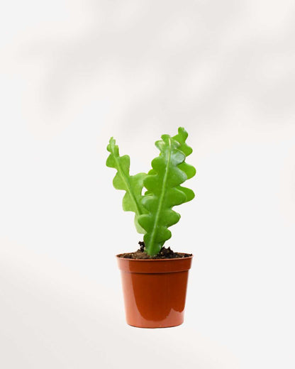 Fishbone Cactus in a 2.5-inch nursery pot, showing upright zigzag stems on a white background.