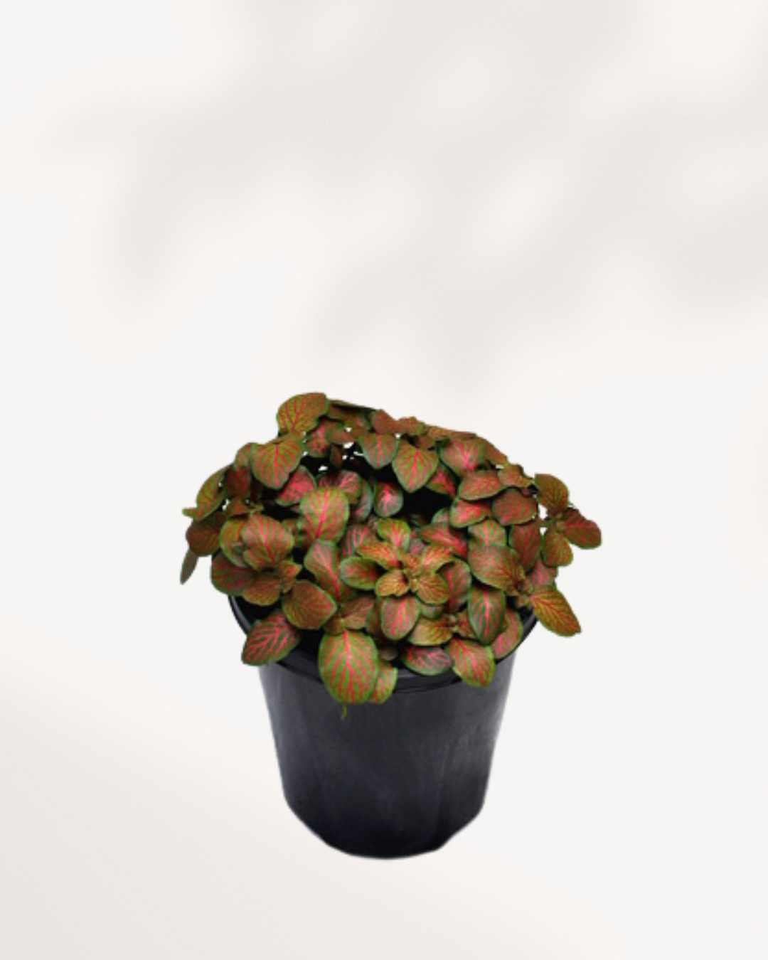 Fittonia Flammule | Buy Online