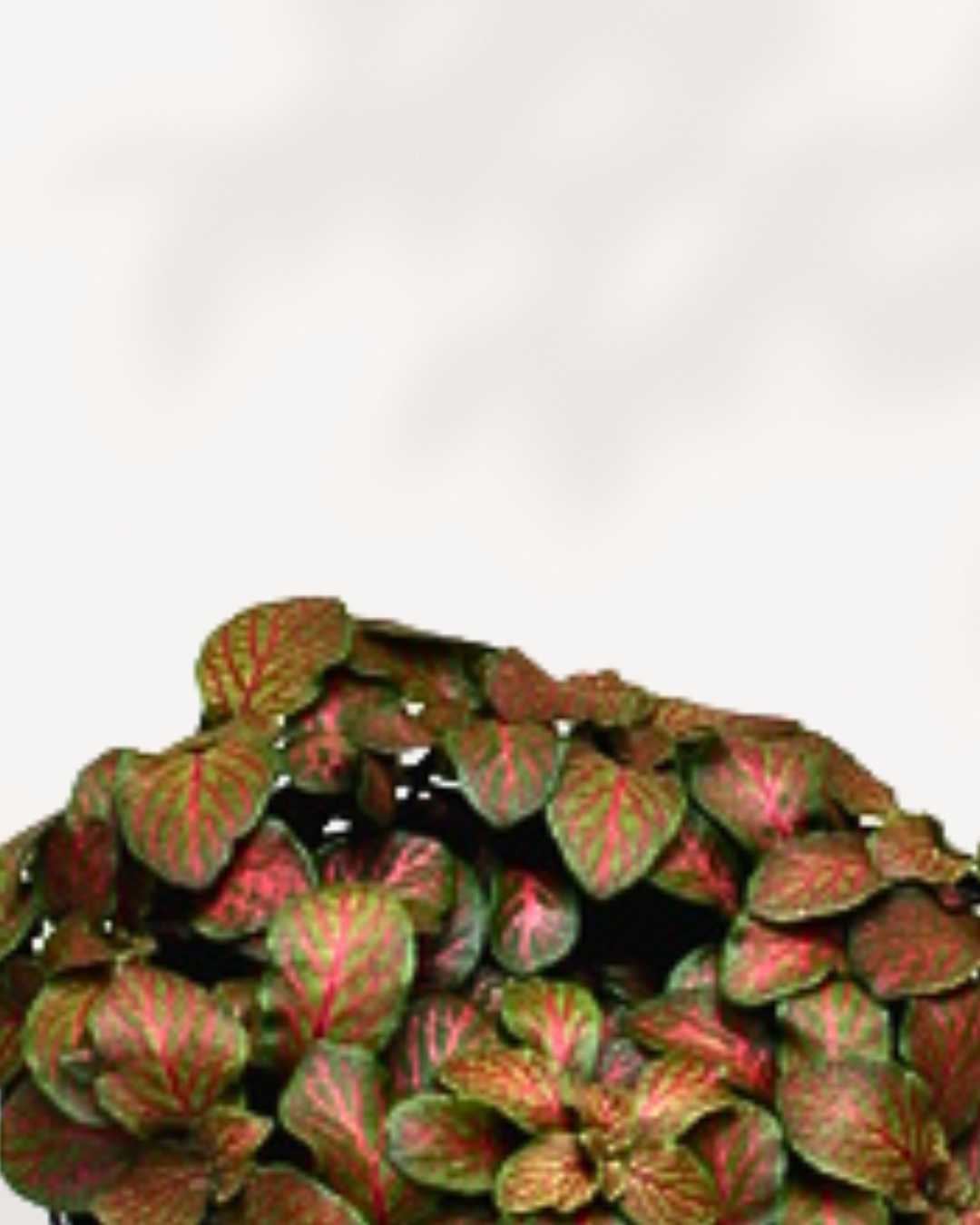 Fittonia Flammule | Buy Online