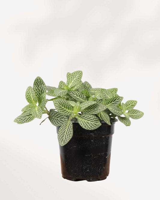 Fittonia Nerve Plant | Buy Online