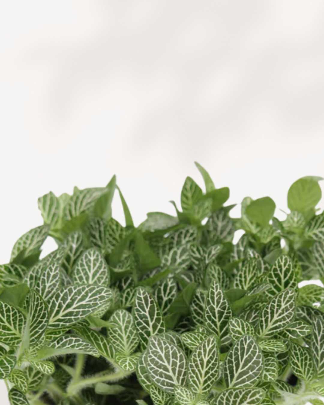 Fittonia Nerve Plant | Buy Online