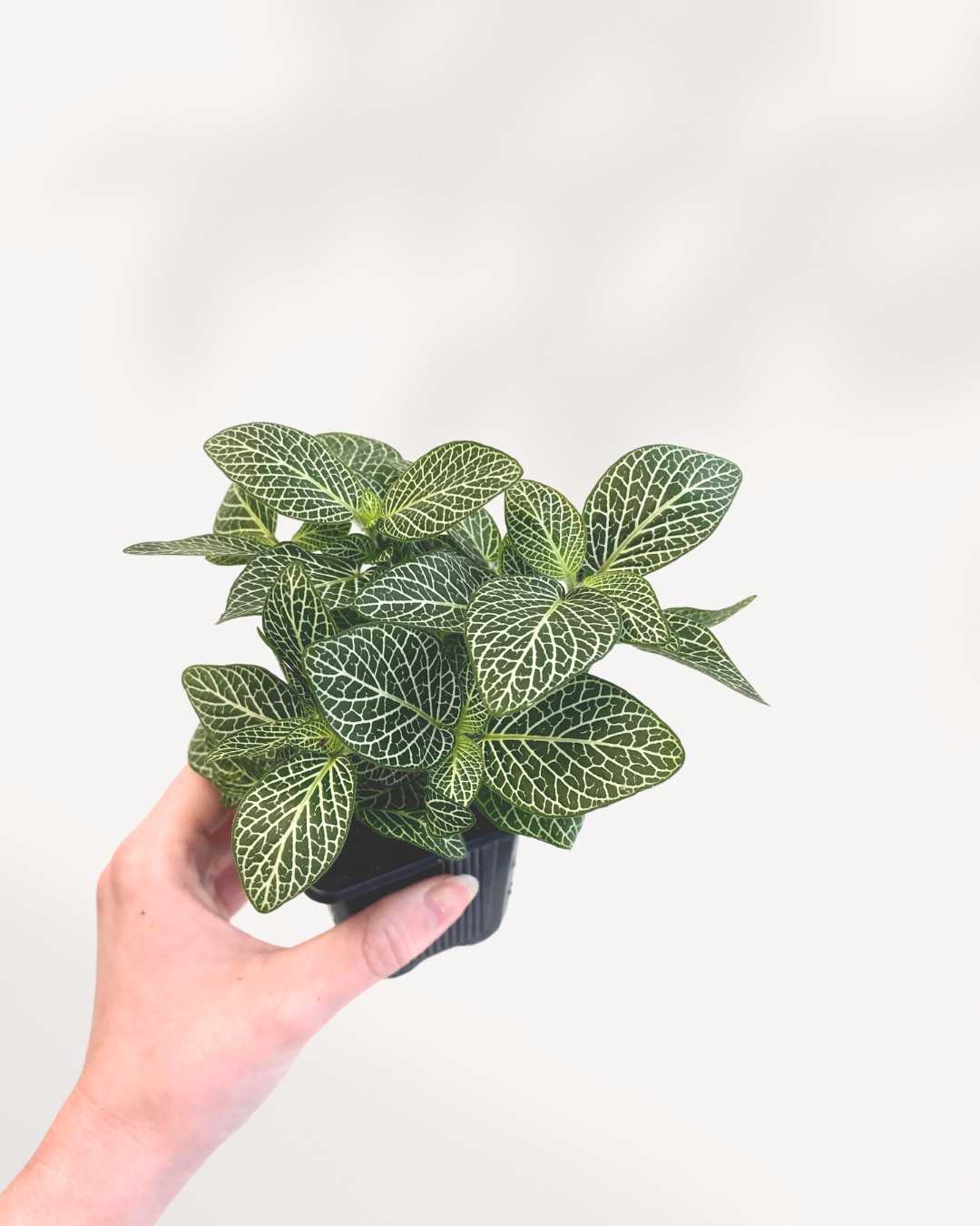 Fittonia Nerve Plant | Buy Online