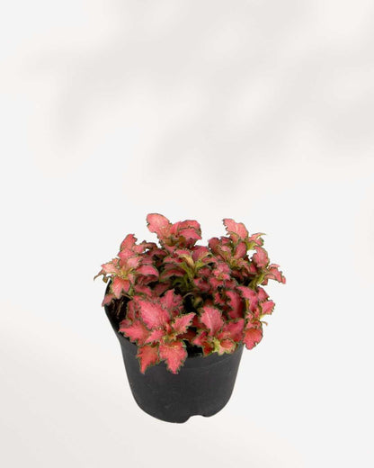 Fittonia Pink Anne | Buy Online