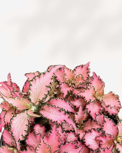 Fittonia Pink Anne | Buy Online