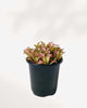 Fittonia Pink Forest Flame 3.5" Pot - Small