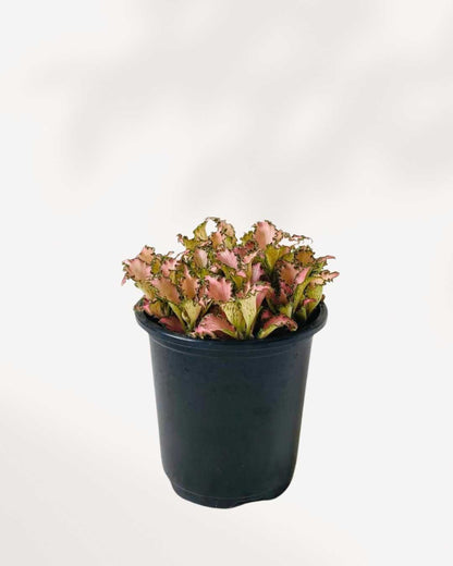 Fittonia Pink Forest Flame | Buy Online