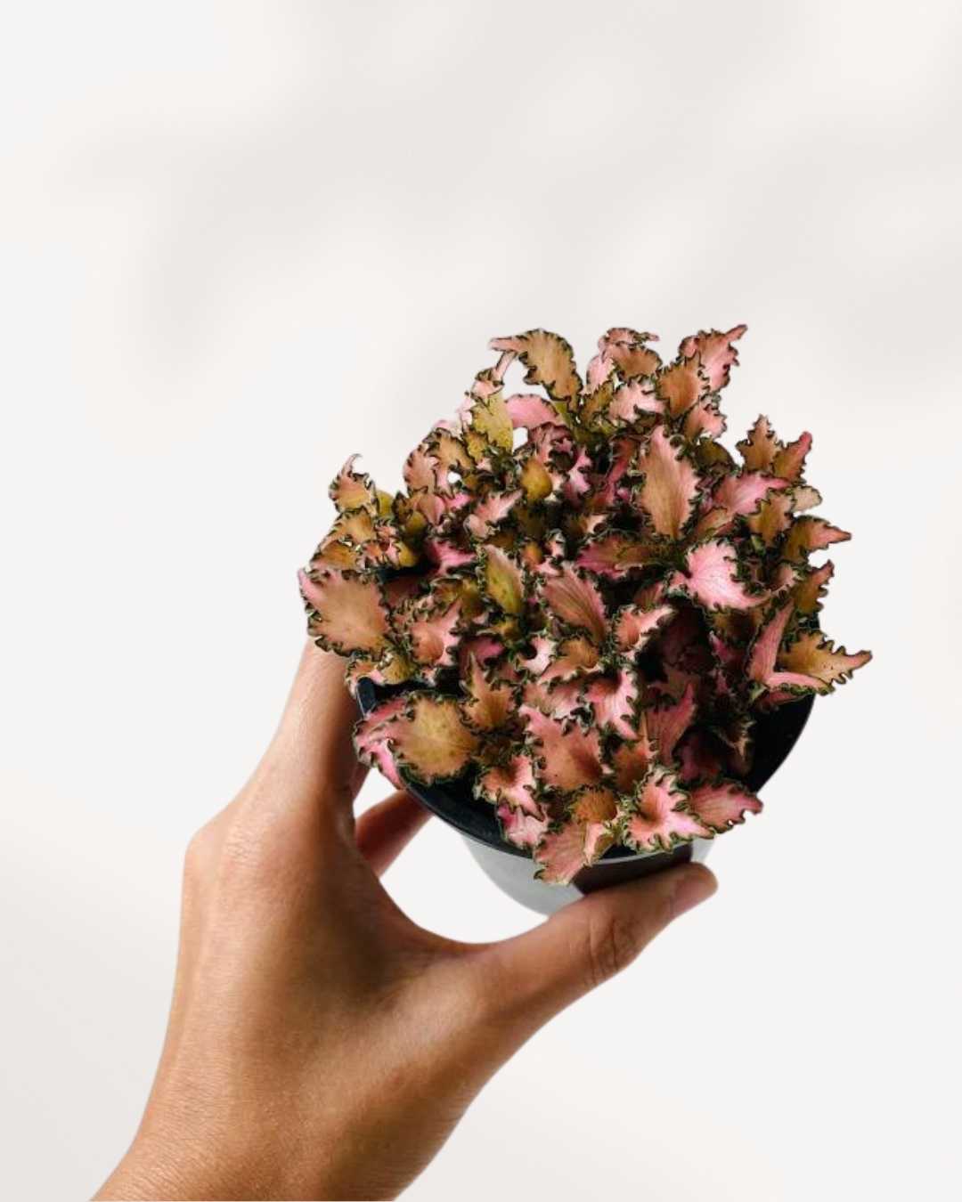 Fittonia Pink Forest Flame | Buy Online