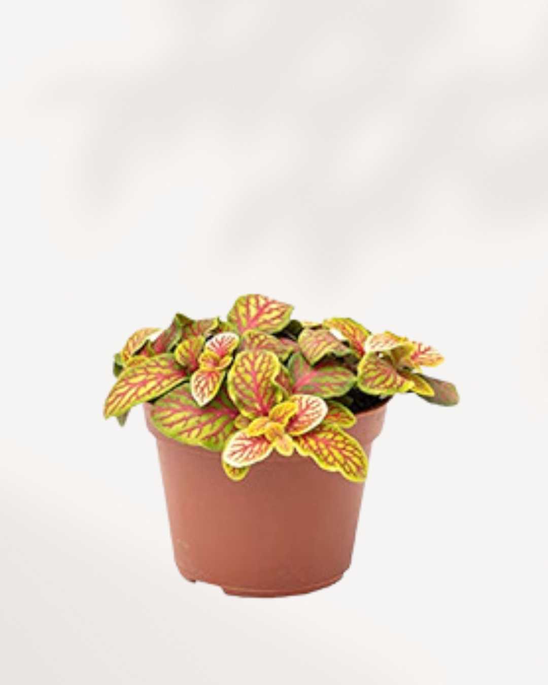 Buy Fittonia Skeleton Online | Unique Houseplants for Sale