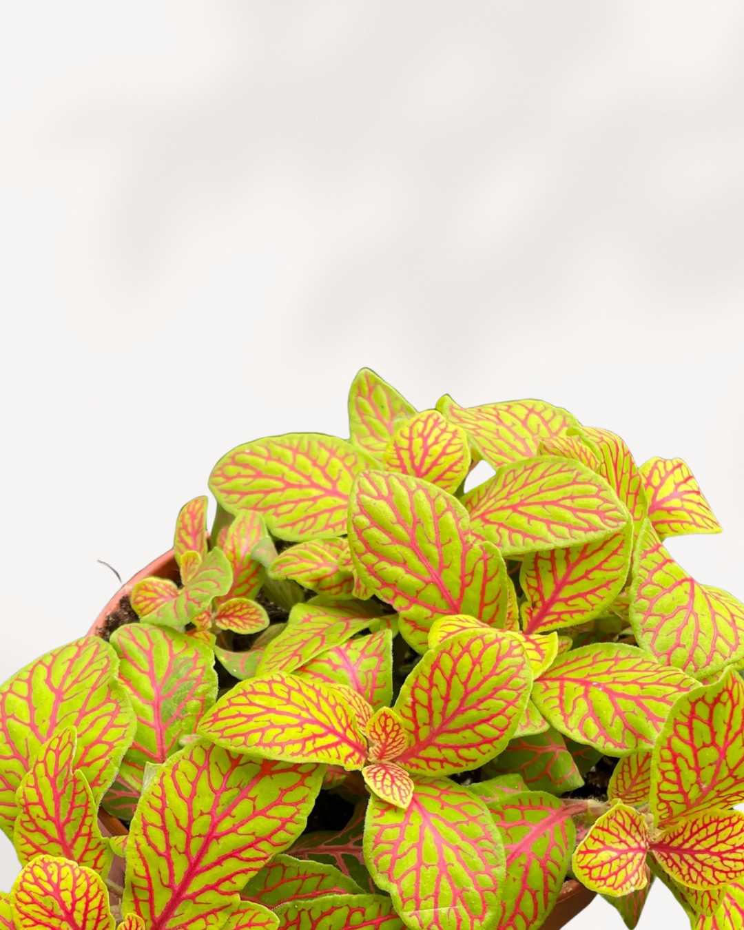 Buy Fittonia Skeleton Online | Unique Houseplants for Sale