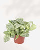 Fittonia White Anne 3.5" Pot - Small