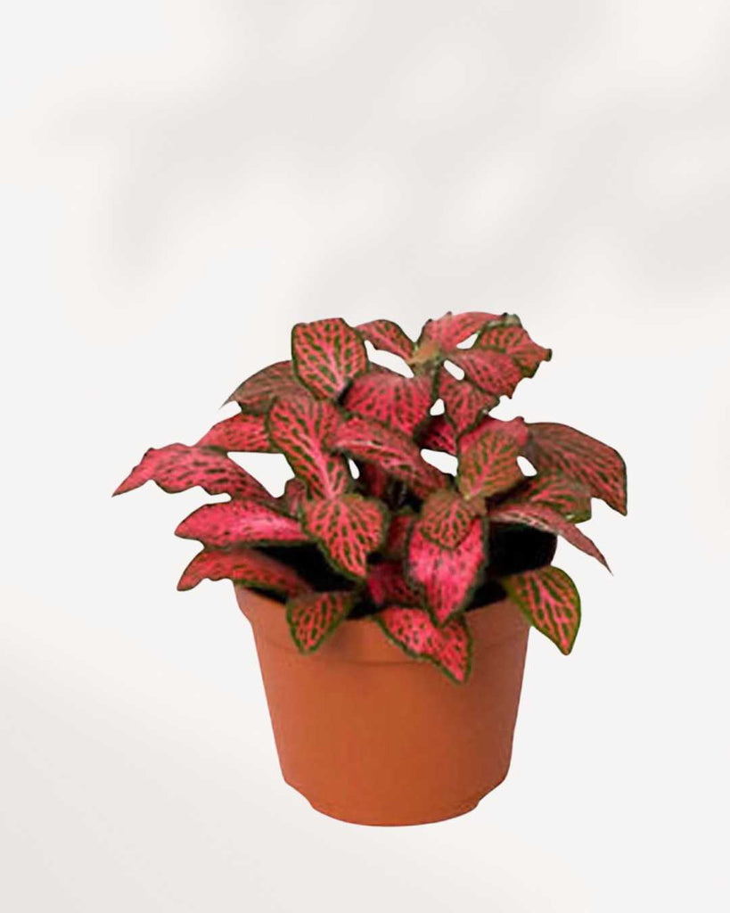 Fittonia Red Cloud 3.5" Pot - Small