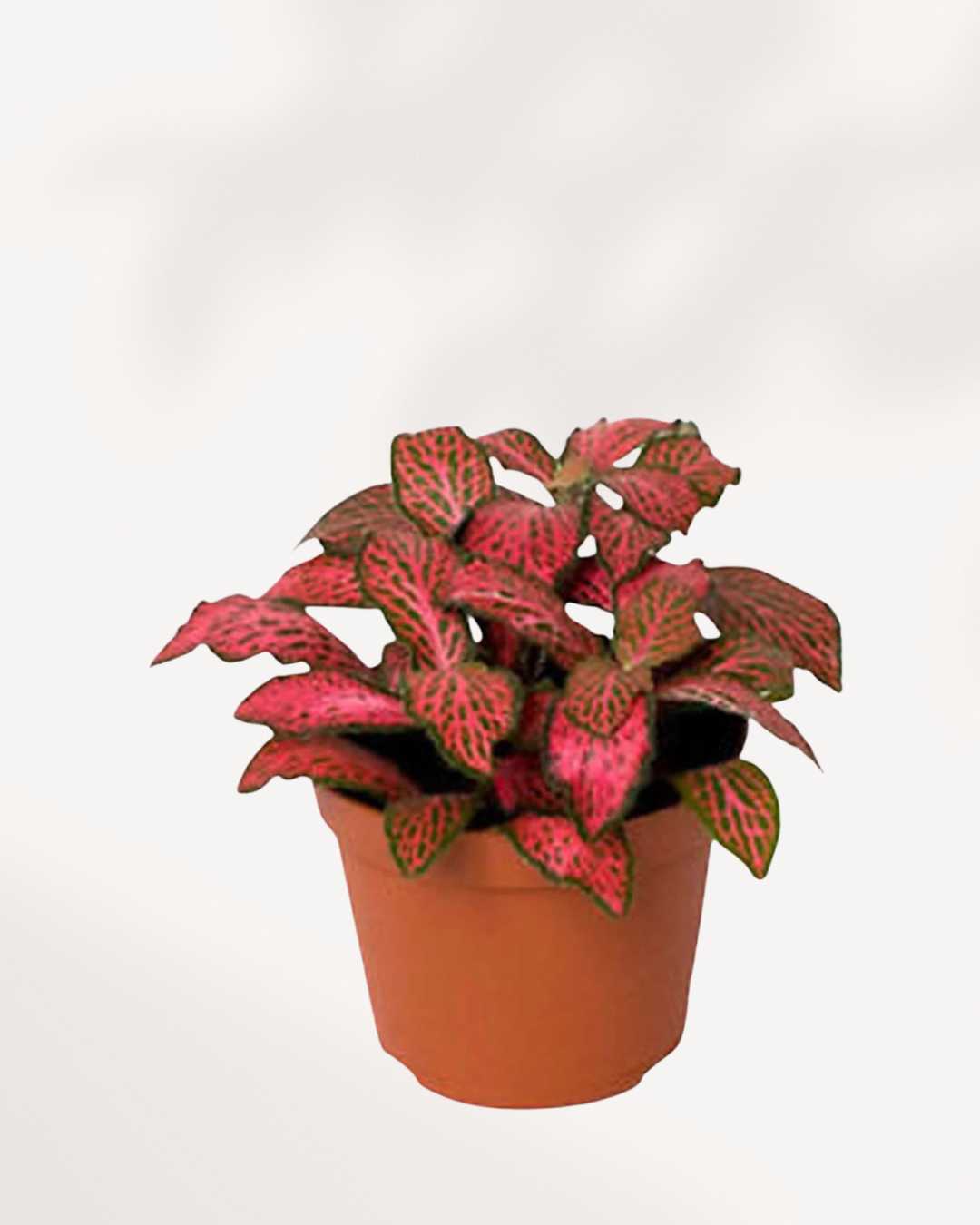 Fittonia Red Cloud | Buy Online