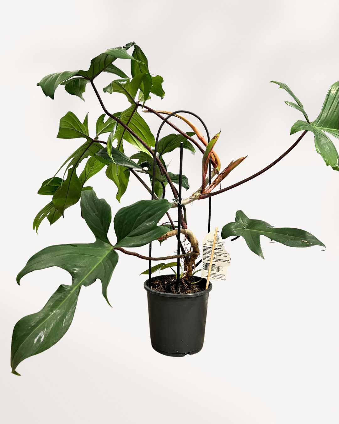 philodendron florida green mature Philodendron Florida Green | Buy Online | Easy Care Tropical Plant | Mygreenscape
