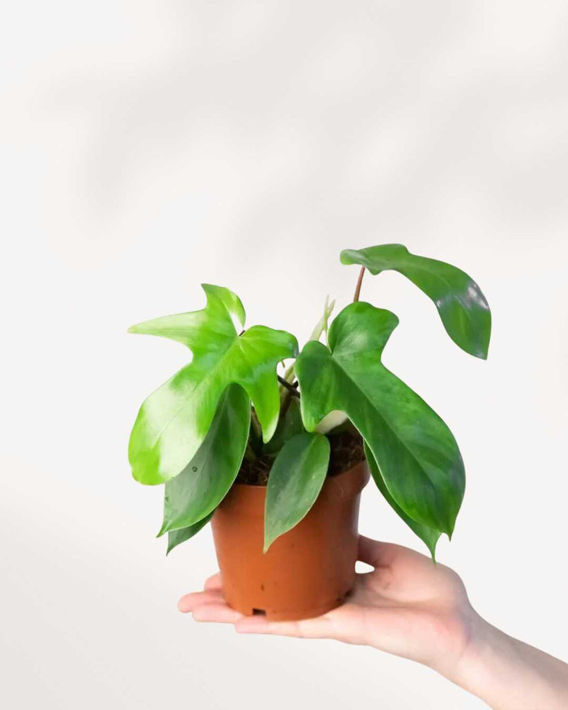 Philodendron Florida Green 4" Pot - Small
