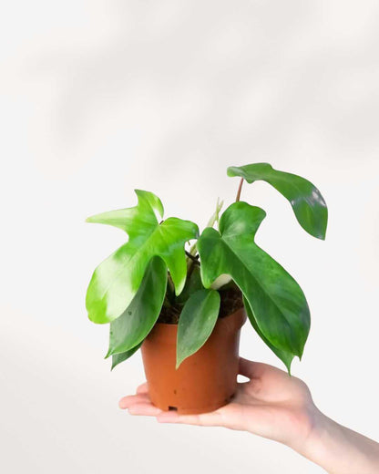 philodendron rudolph Philodendron Florida Green | Buy Online | Easy Care Tropical Plant | Mygreenscape