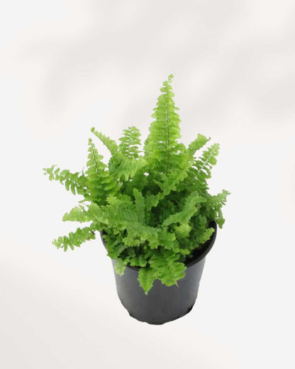 Fluffy Ruffles Fern