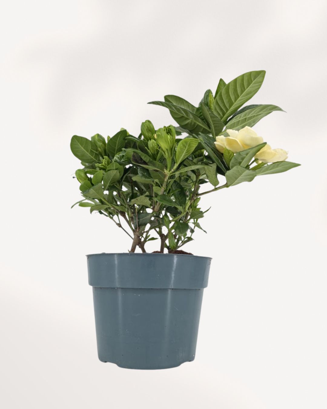 Gardenia plant front view, lush green foliage with elegant white blooms, fragrant indoor plant available online and in store Richmond Hill GTA Canada