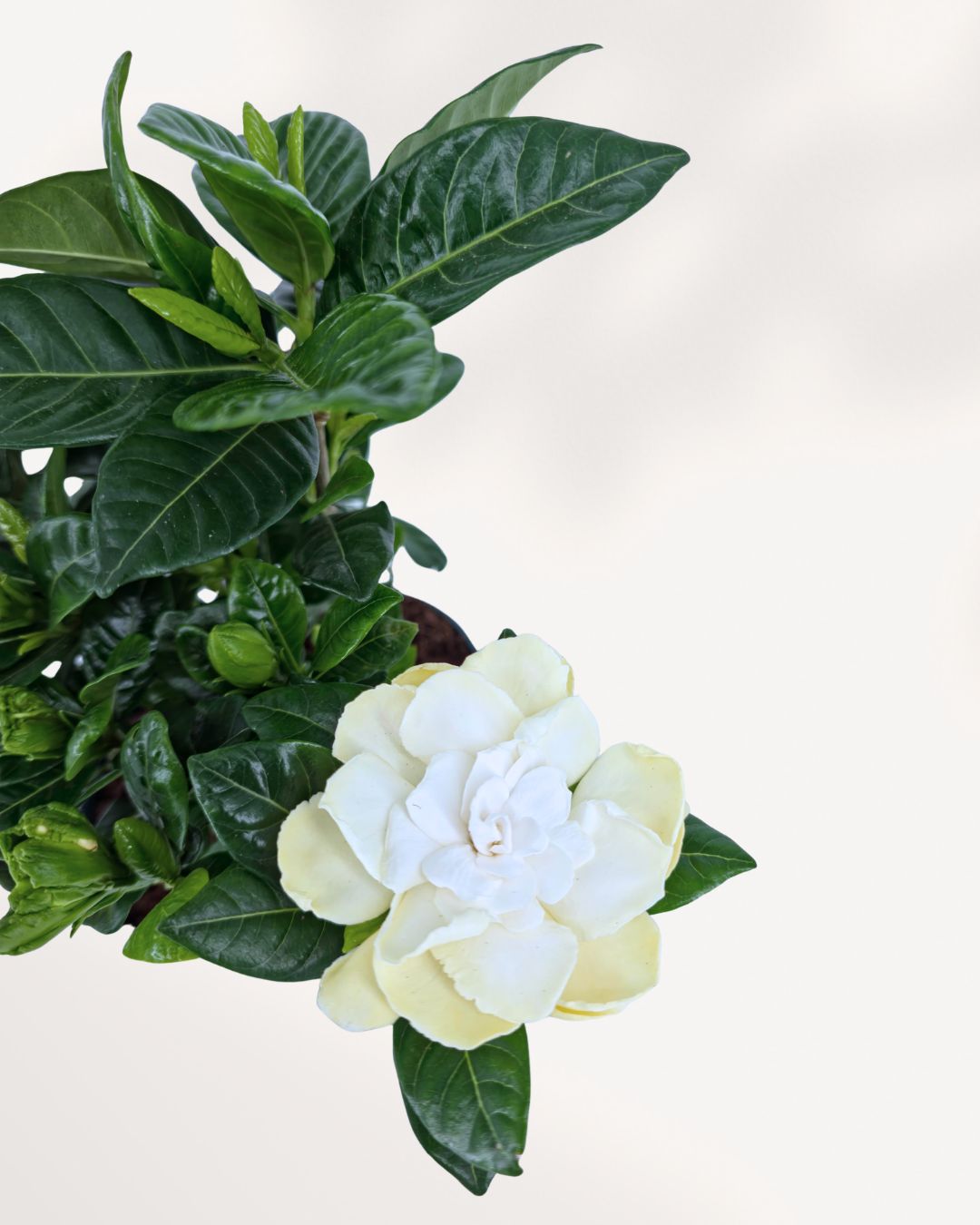 Gardenia plant close up, detailed view of creamy white Gardenia flower and rich green leaves, highly fragrant indoor plant for sale in Richmond Hill GTA