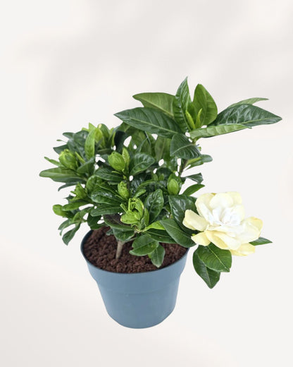 Gardenia plant top front view, healthy flowering Gardenia with glossy leaves and fresh buds, premium houseplant delivered across Canada and GTA