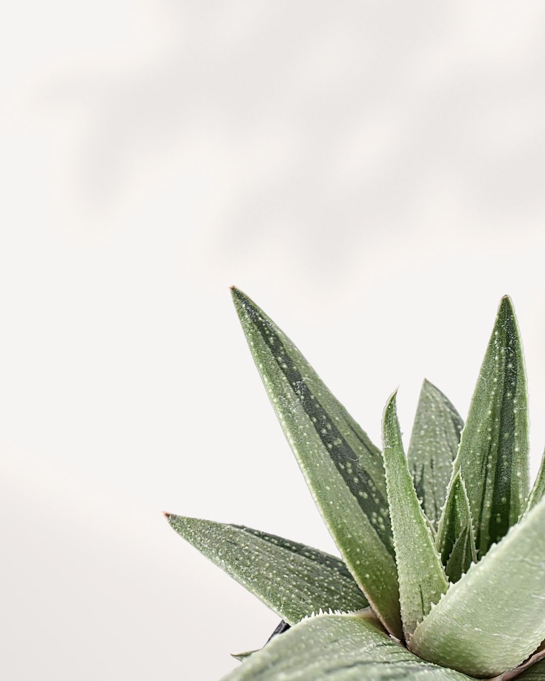 Extreme close-up of a single fleshy leaf from the Gasteraloe 'Green Ice' Variegated, highlighting the smooth, cool green surface texture and the dense, fine white and cream speckled variegation.