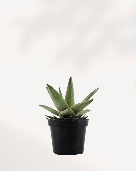 Front view of the Gasteraloe 'Green Ice' Variegated, a compact succulent rosette with thick, upright, gray-green leaves featuring prominent white and cream variegated stripes and speckles.