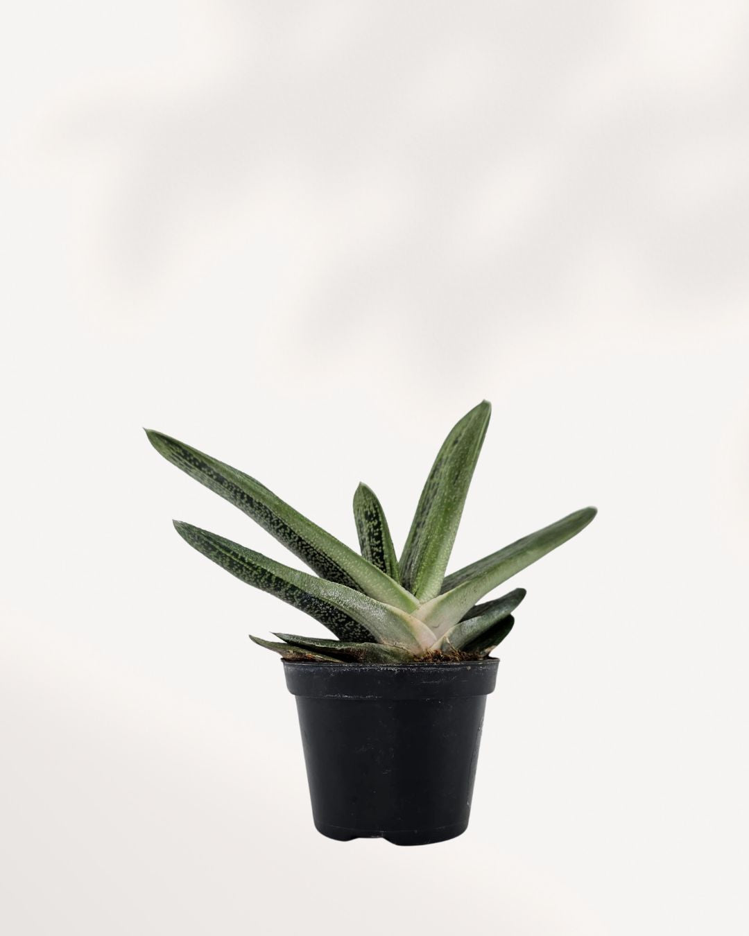 Front view of Gasteria 'Little Warty' succulent, showcasing its unique textured green leaves with speckled patterns, perfect compact houseplant to buy online for easy indoor décor.