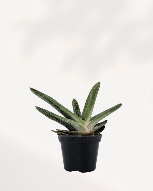 Front view of Gasteria 'Little Warty' succulent, showcasing its unique textured green leaves with speckled patterns, perfect compact houseplant to buy online for easy indoor décor.