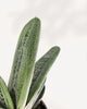 Close-up of Gasteria 'Little Warty' succulent leaves highlighting natural wart-like textures and vibrant green tones, an eye-catching low-maintenance indoor plant.