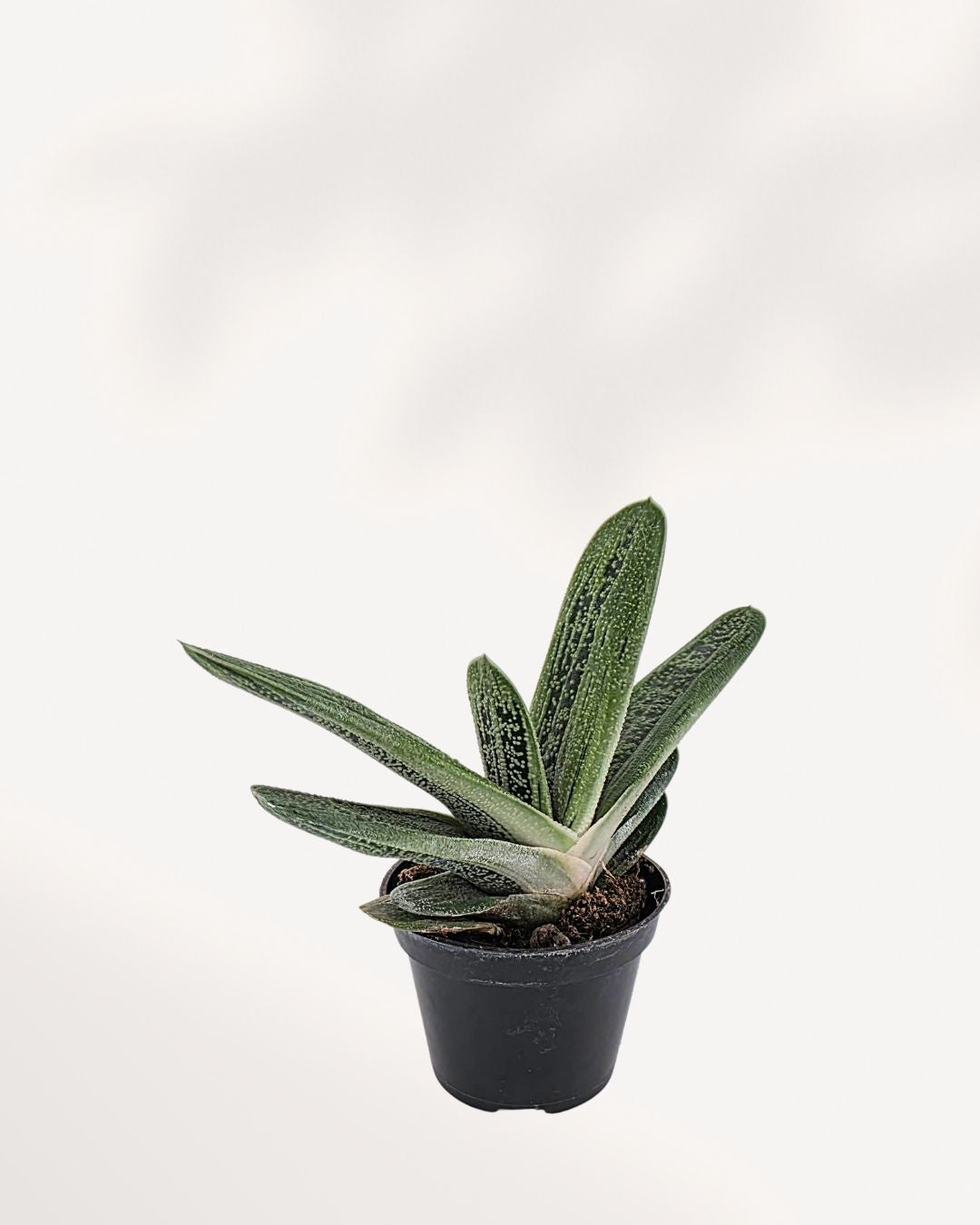 Top side angle of Gasteria 'Little Warty' succulent, emphasizing its compact shape and unique patterned foliage, a perfect indoor plant for beginners and collectors.